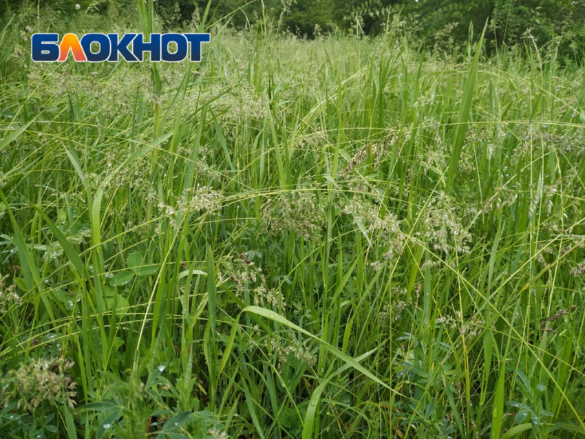 Косили траву в отчетах: в Донецке нашли существенное расхождения по сорнякам 