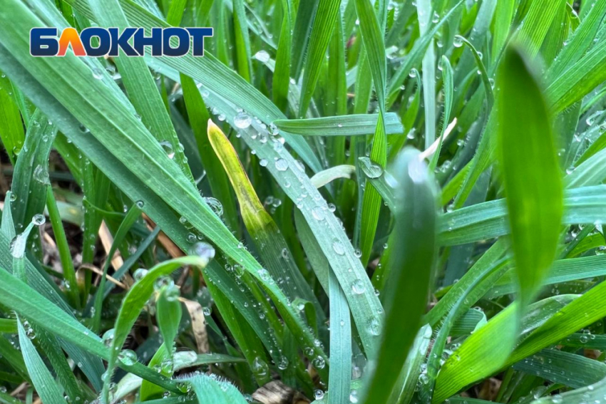 Ну здравствуй, дождь: с середины недели в Донецке прогнозируют дожди