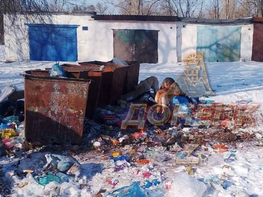 Помойка кормит стаю бродячих собак в центре жилого квартала в Макеевке 