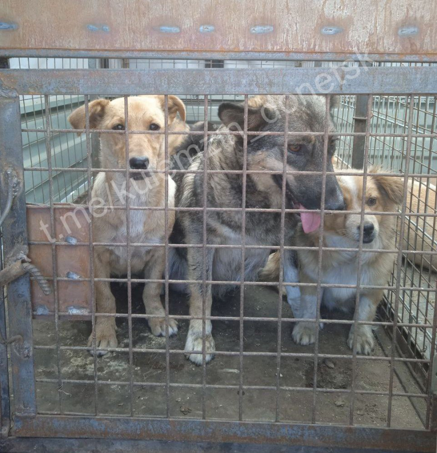 В Донецке отловили бездомных собак, на которых люди пожаловались Денису Пушилину