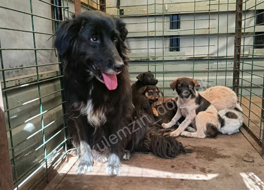 В Донецке отловили 99 бездомных собак за неделю