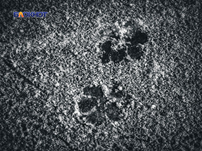 Резкое похолодание с сильным морозами в ДНР передает МЧС