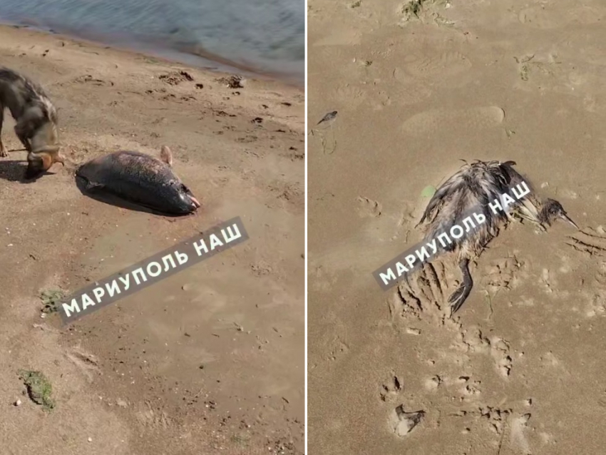 Труп дельфина и птицы нашли жители на пляже в Мариуполе