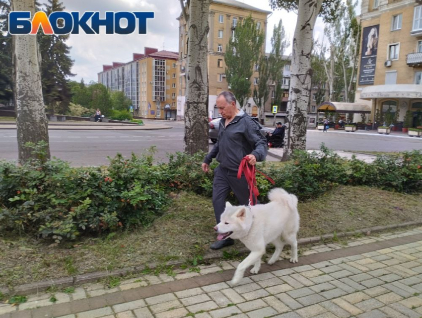 «Не бойтесь, она не укусит!»: где гулять с собакой в Донецке