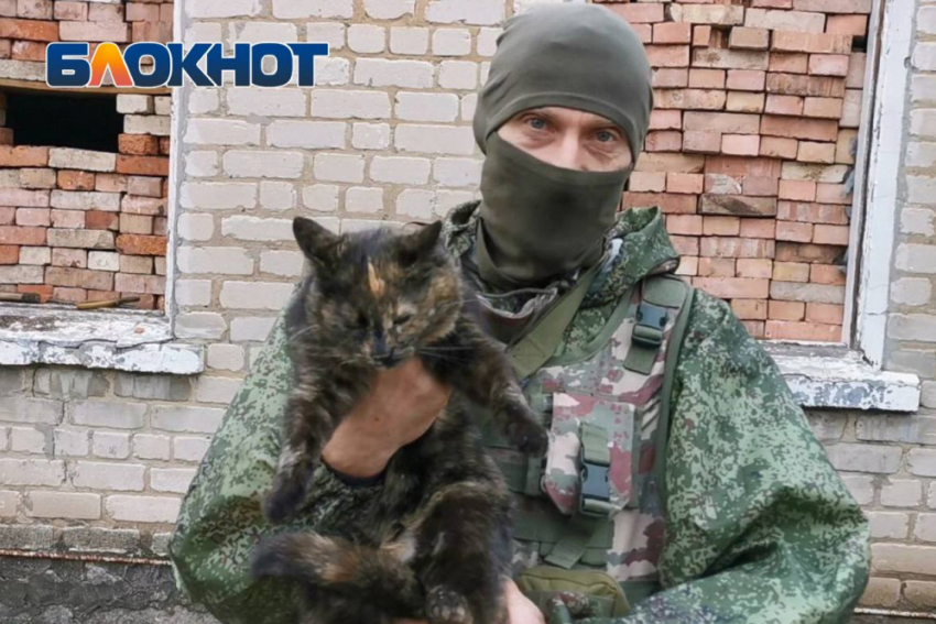 Пасмурно и прохладно будет в Донецке в День уважения кошки