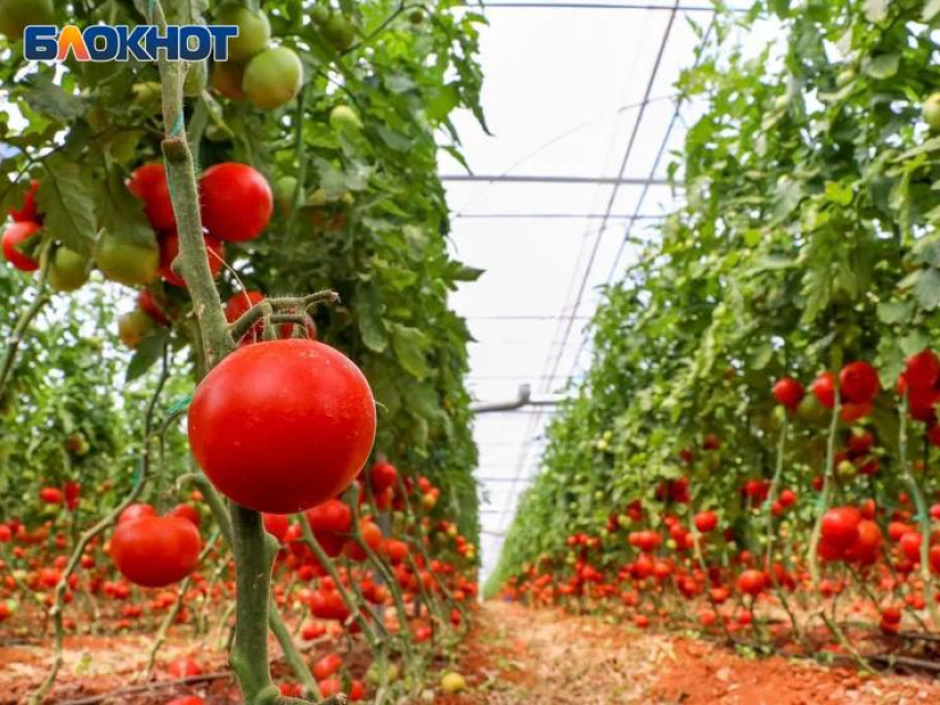 Экологически чистый урожай: секреты безопасного выращивания от экспертов