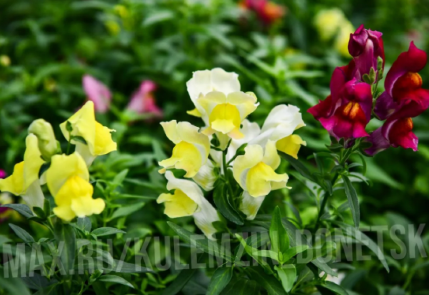 300 тысяч цветов высадят в начале мая в Донецке