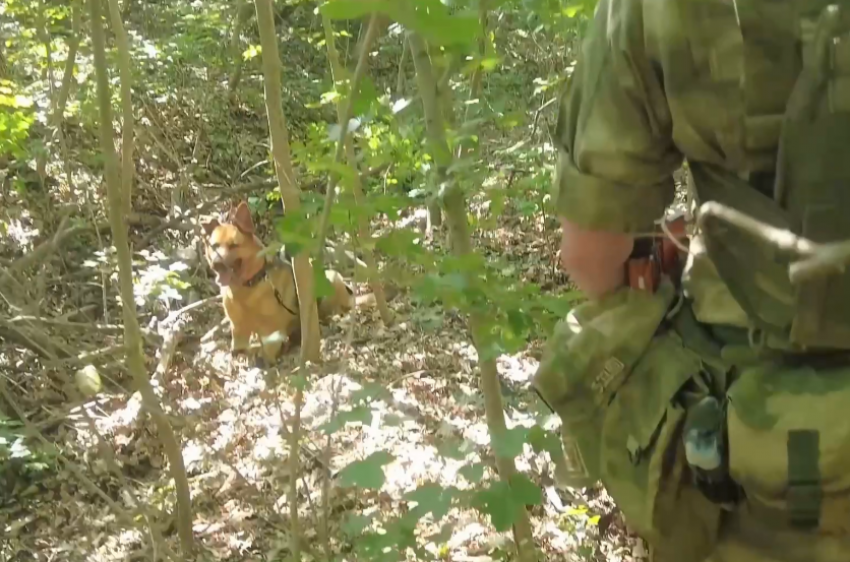 В ДНР служебная собака Дина обнаружила взрывчатку в схроне ВСУ