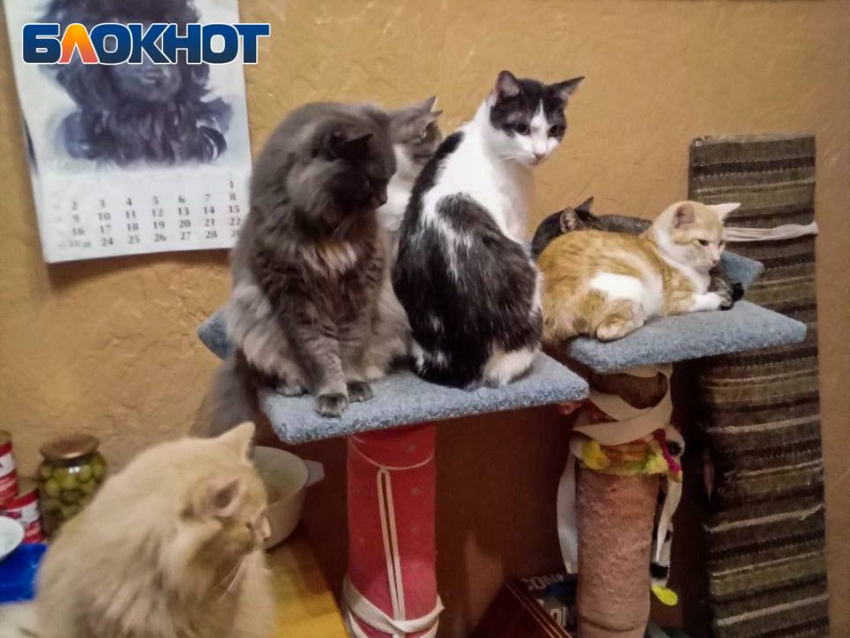 В Донецке спасённые котики от голодной смерти нуждаются в помощи 