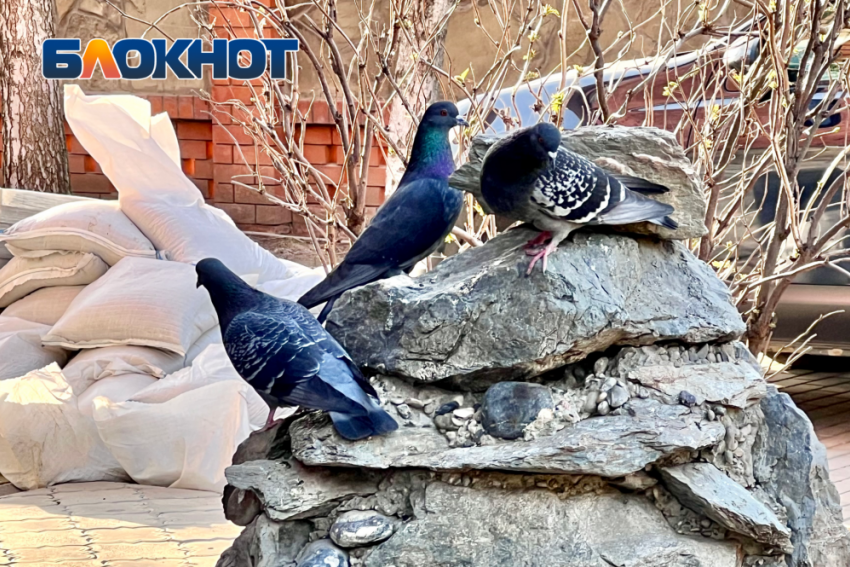 Теплый южный ветер будет дуть в Донецке в последнюю субботу марта