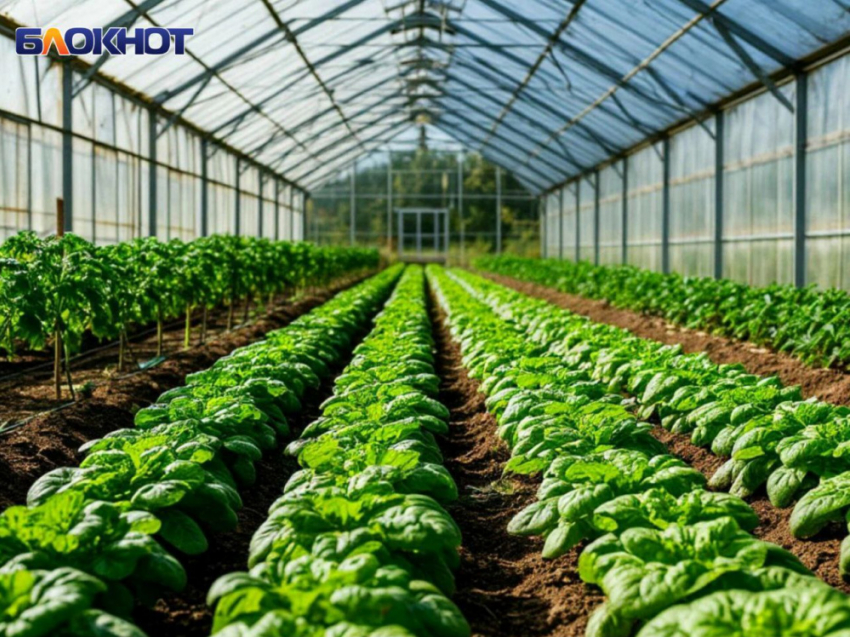 В Ждановке планируют построить тепличный комплекс