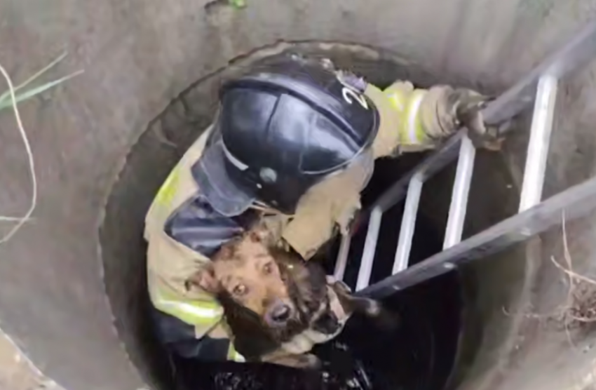 Спасатели ДНР помогли выбраться собаке из четырехметрового колодца 