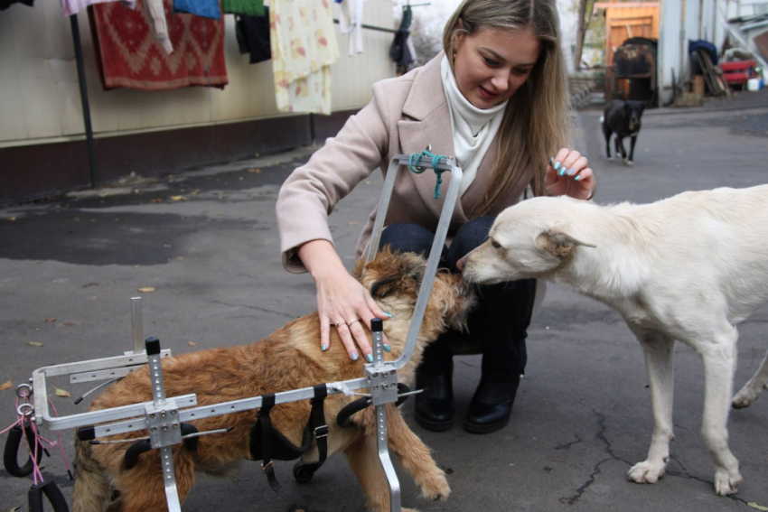 Гуманитарную помощь для животных приюта «Пиф» в Донецке передал коллектив Молодежного совета Управления Росреестра по ДНР