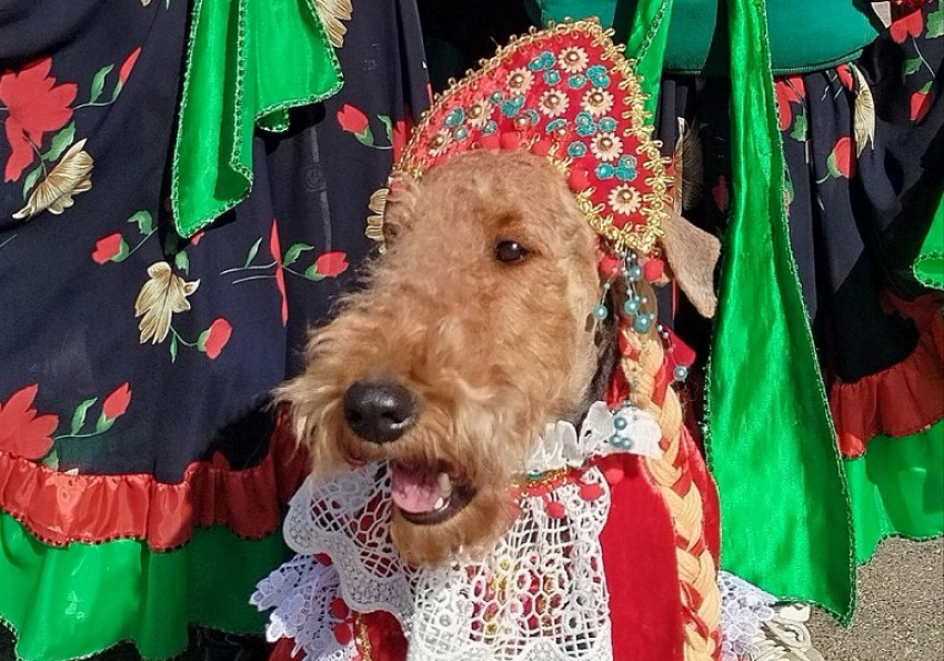 Эрдельтерьеры в костюмах "Матушка Россия" из Донецка победили на выставке собак в Луганске