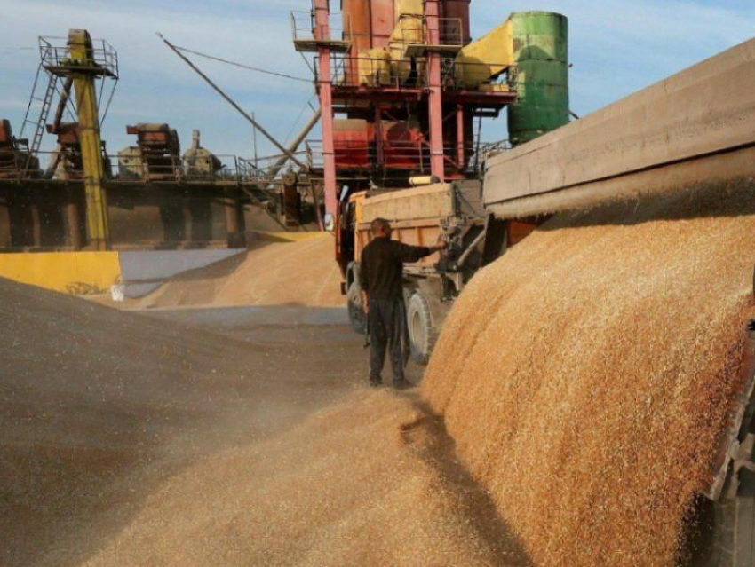 Из ДНР в 2024 году будут вывозить до 300 тысяч тонн зерна