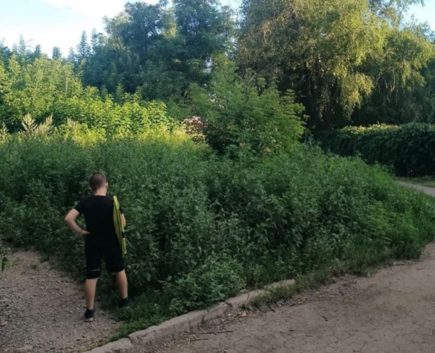 В Киевском районе Донецка тропинка к школе и садам утонула в бурьяне выше человека