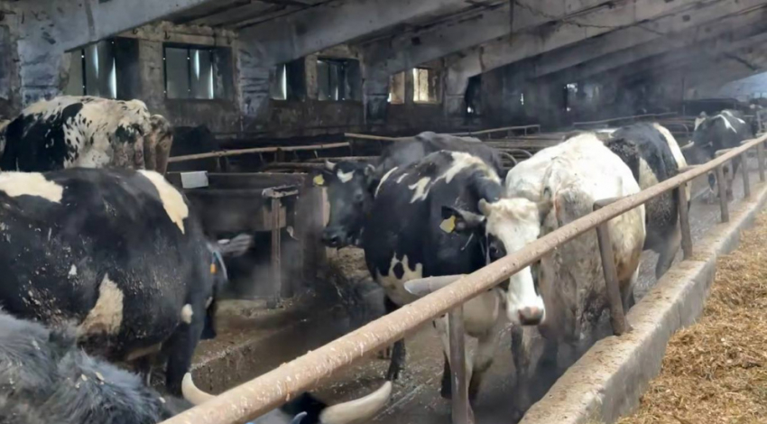 Уволен руководитель фермы с утопающими в навозе коровами и сеном с плесенью в ДНР