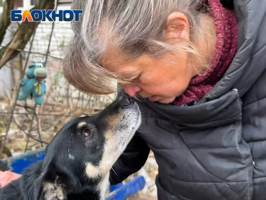 Пушистое ПВО: собака Нора из Авдеевки спасает людей перед вражескими обстрелами 