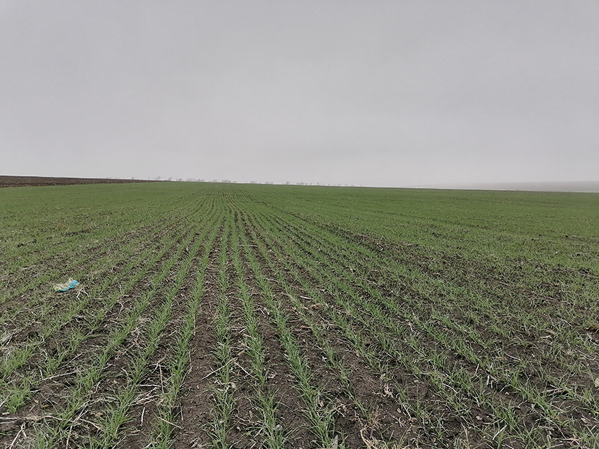 В полях ДНР ищут сорняки, болезни и вредителей