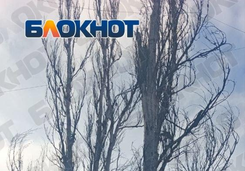 Тополя у детской площадки в Горловке ДНР признали аварийными, но убирать не спешат
