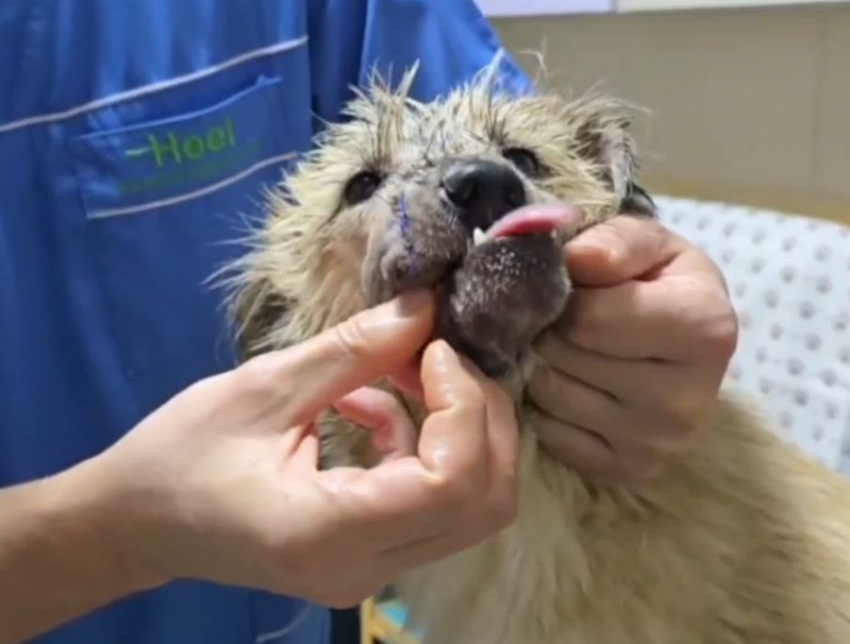 Донецкие волонтеры спаси собаку с отрубленной челюстью