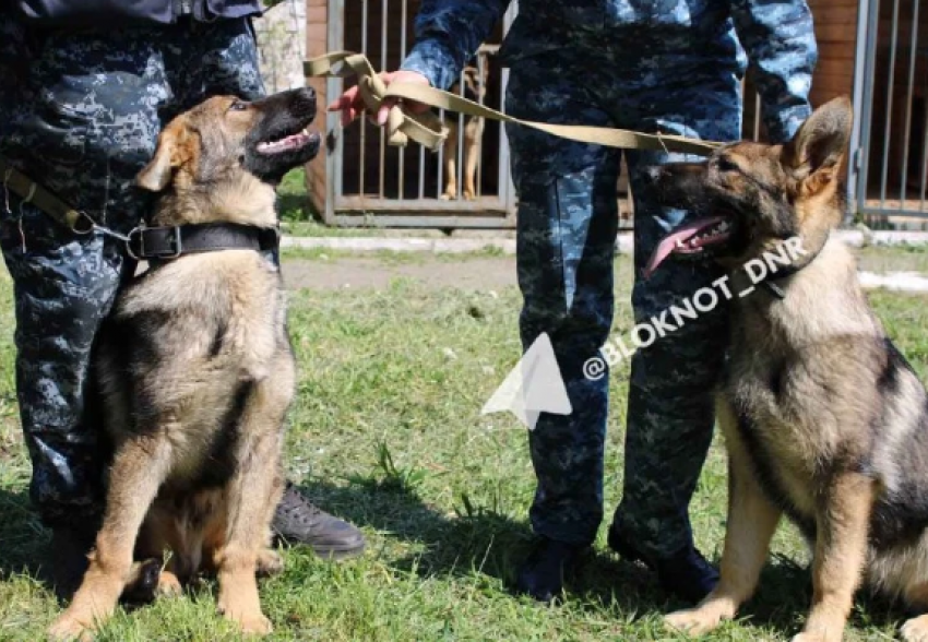 Овчарки из Воронежской области будут стеречь колонию в Ждановке ДНР