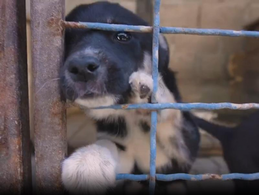 Собирали животных по всем обстреливаемым районам: как в условиях боевых действий выживает приют ДНР «4 лапки»  