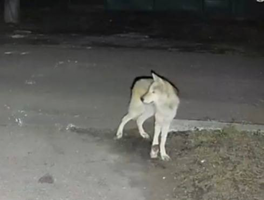 Хромого волка обнаружили на Гладковке в Донецке, его заберут волонтеры в приют