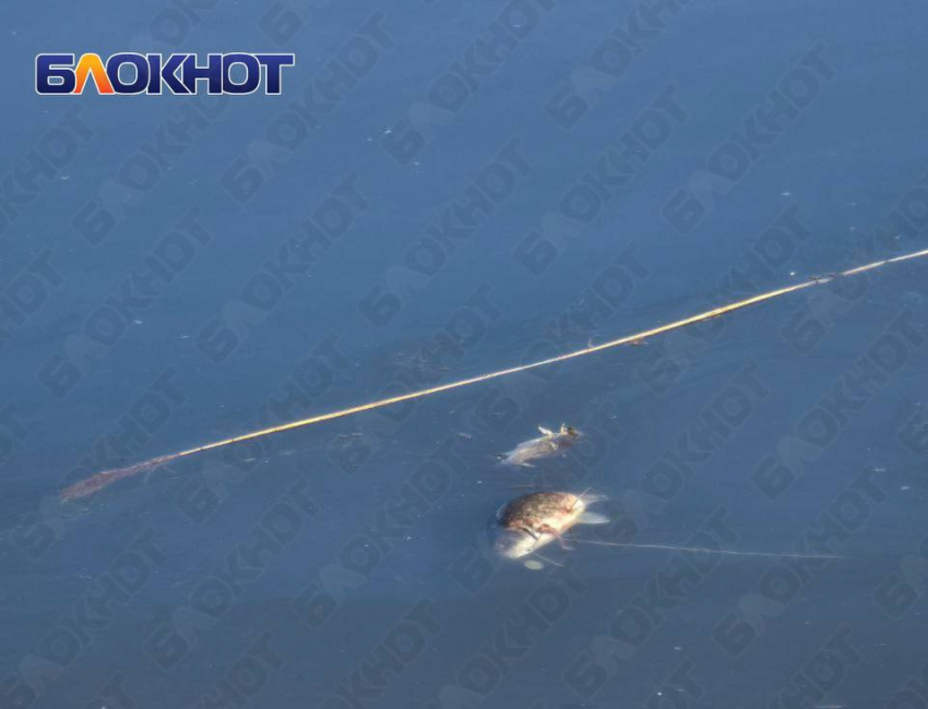 Массовый мор рыбы произошел в водоёме Пролетарского района Донецка 