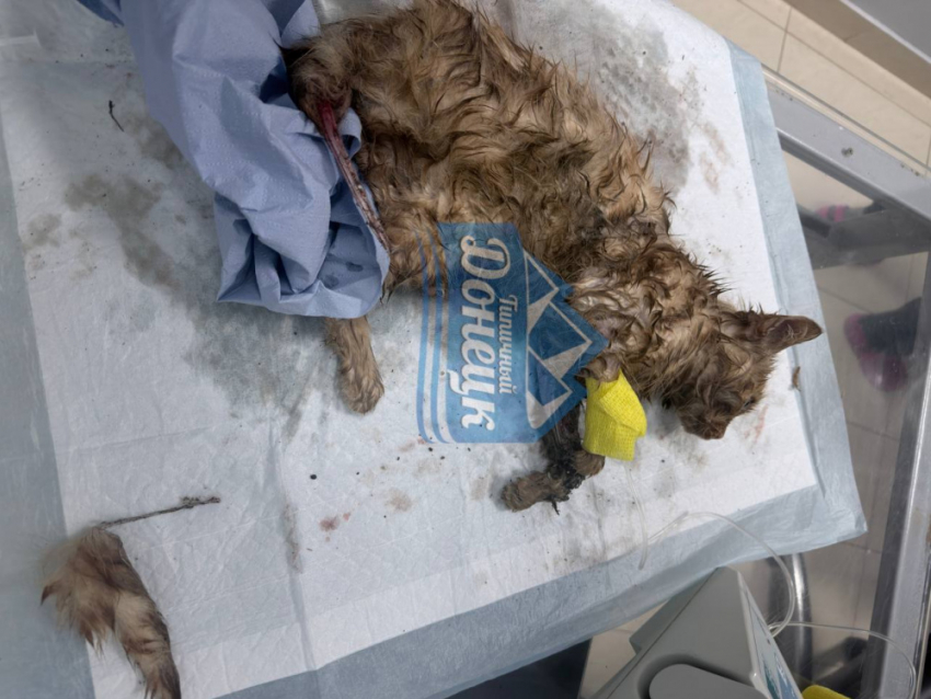 Автомобилист сбил котёнка и бросил умирать у дороги в Донецке