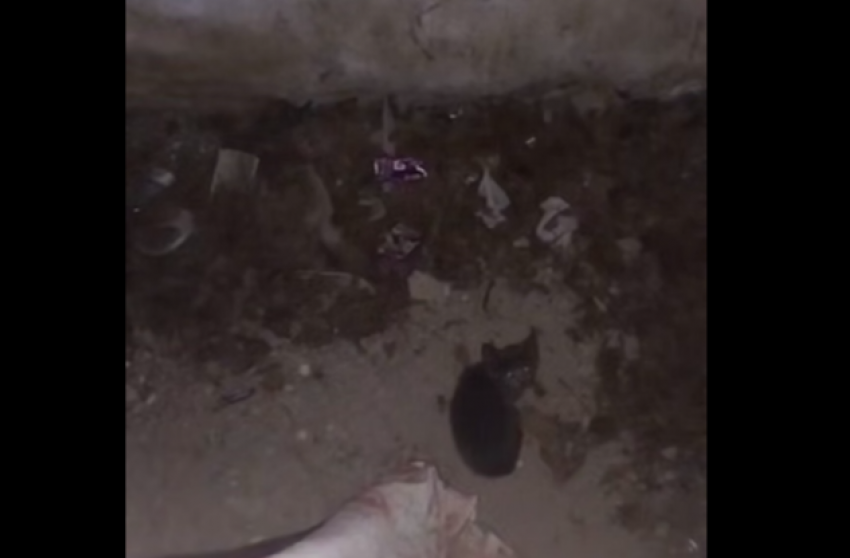 Волонтеры спасли котенка из закрытого подвала в Донецке
