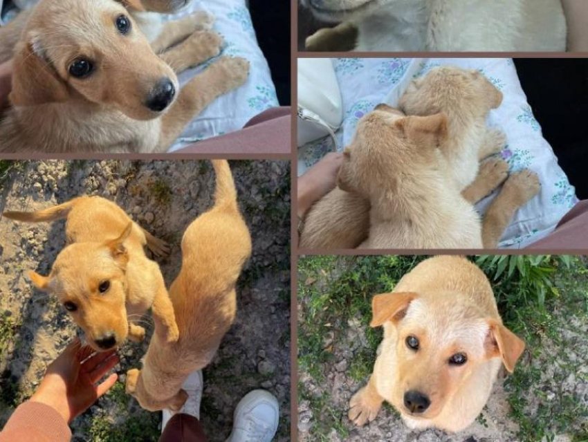  Двух щенков подкинули во двор одного из домов Макеевки: хвостики ищут новый дом 
