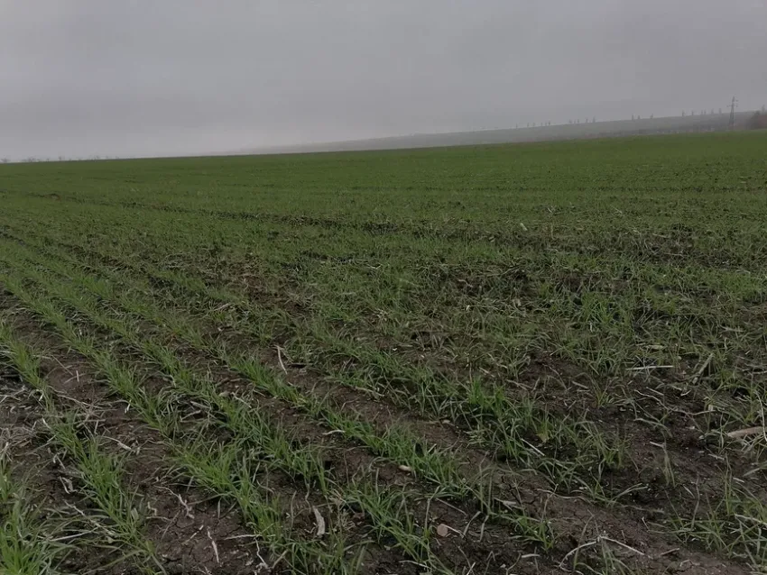 «Год выдался жарким и засушливым»: в ДНР агрономы оценили состояние озимых