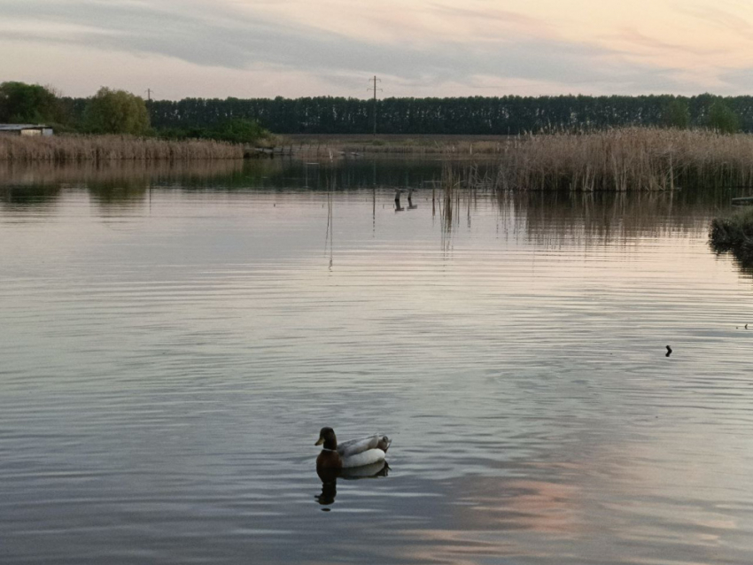 В 2026 году в ДНР очистят берега 33 водоёмов