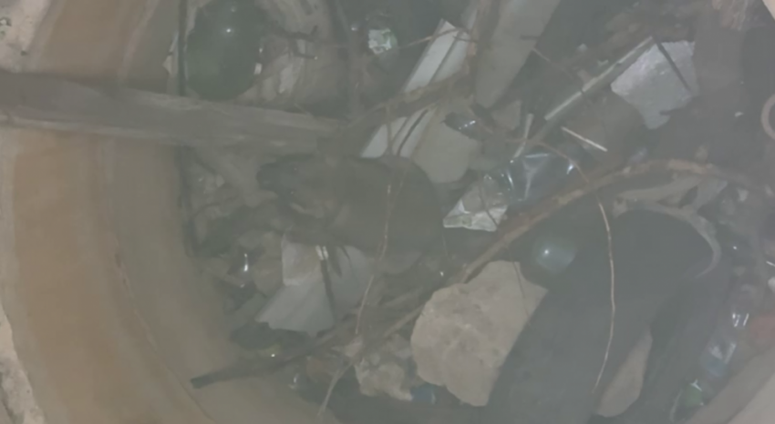 МЧС отказалось выезжать на спасение упавшей в 10-метровую яму собаки в Донецке