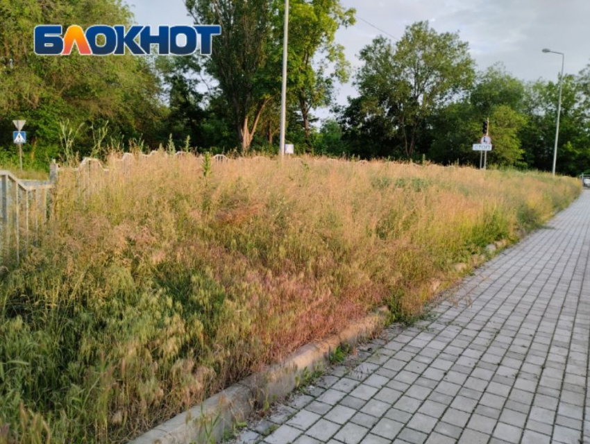 Флора по-донецки: в центре города трава уже по пояс