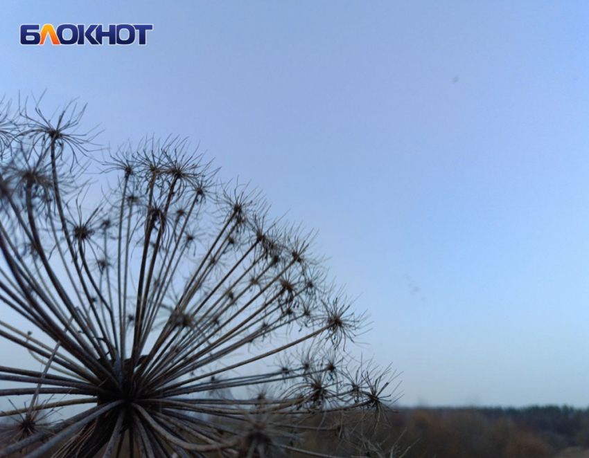 Стало известно, есть ли в ДНР смертельный для человека сорняк