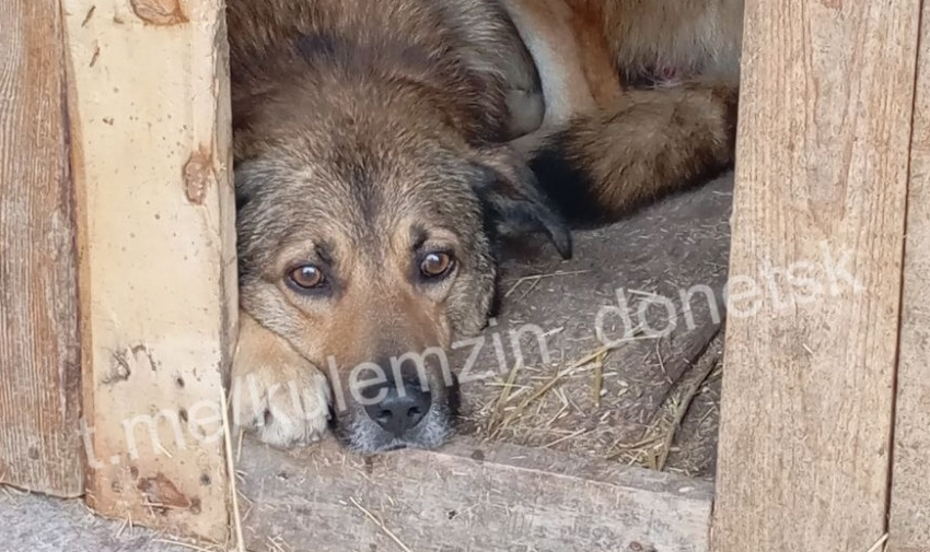 Рекордное число бездомных собак отловили в 2025 году в ДНР