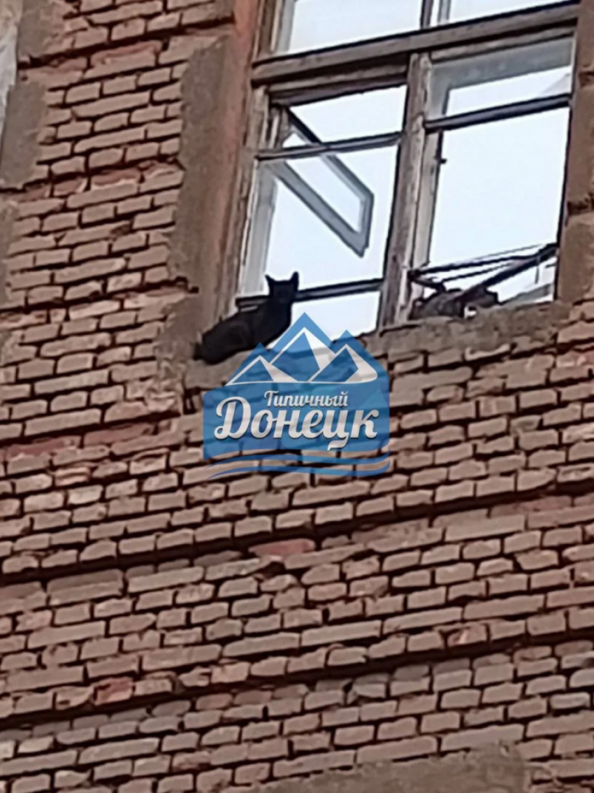 Жители Донецка просят спасти кошку