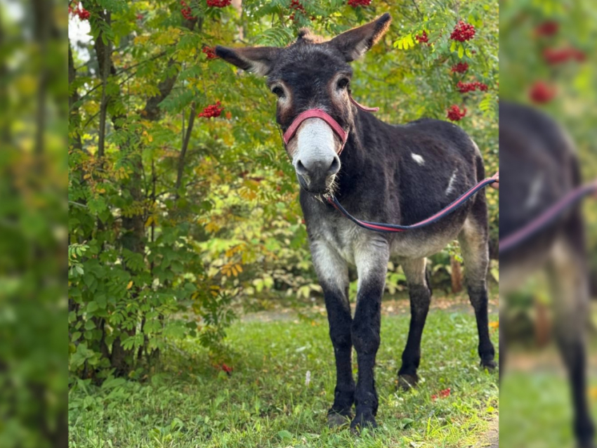 Перевозивший снаряды на Донбассе ослик Жорик переехал к Деду Морозу