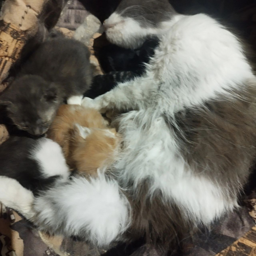 Кошка, спасенная военными, выкармливает выброшенных котят в Макеевке